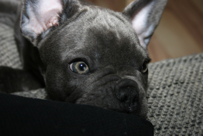 feeby